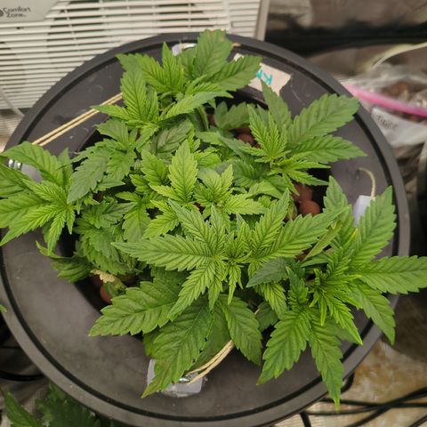 Kush Mintz  growlog timeline photo
