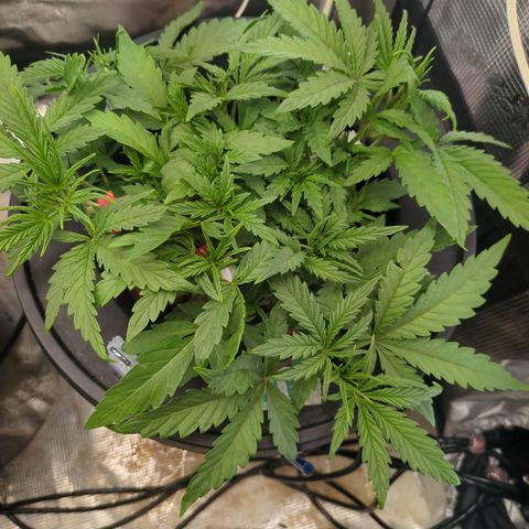 White runtz growlog timeline photo