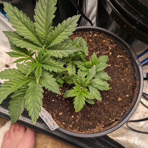 Bubba Brunch  growlog timeline photo