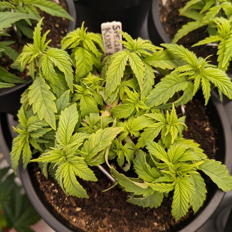 Special Kush growlog timeline photo