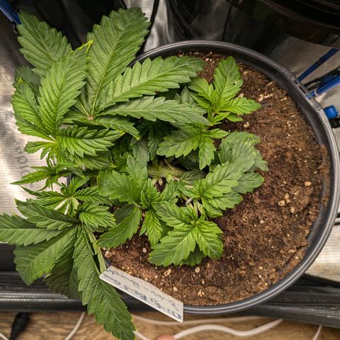 Bubba Brunch  growlog timeline photo