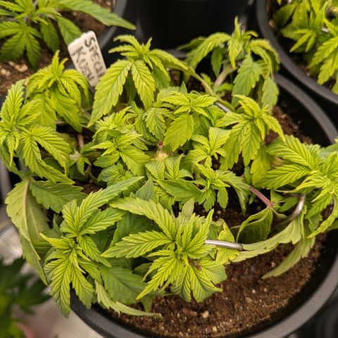 Special Kush growlog timeline photo