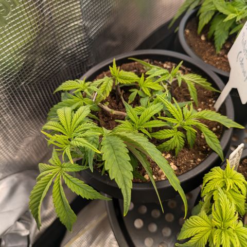 Rockwool WW growlog timeline photo