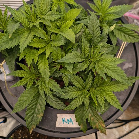 Kush Mintz  growlog timeline photo