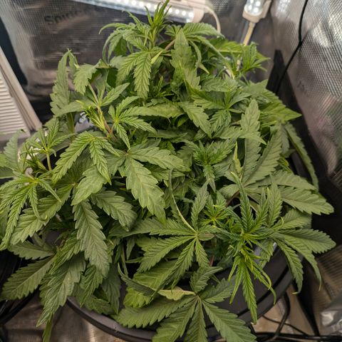 White runtz growlog timeline photo