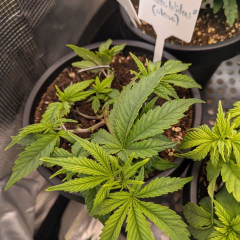 Rockwool WW growlog timeline photo