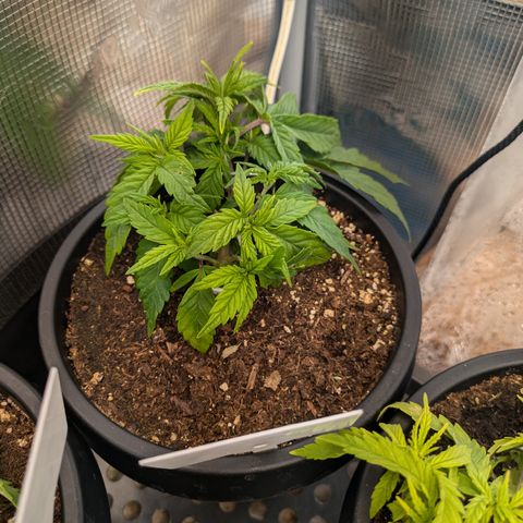 White Widow#3 growlog timeline photo