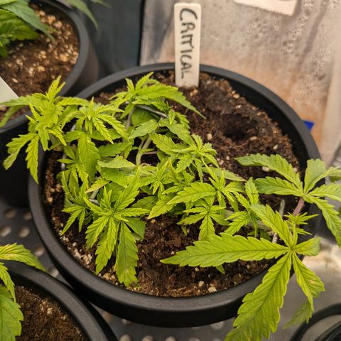 CRITICAL growlog timeline photo