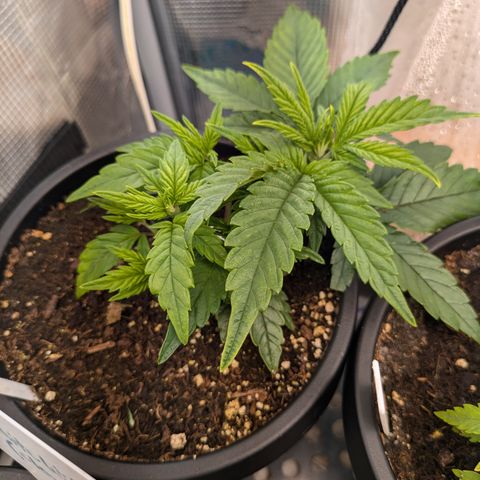 White Widow#3 growlog timeline photo