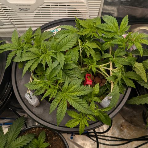 Kush Mintz  growlog timeline photo