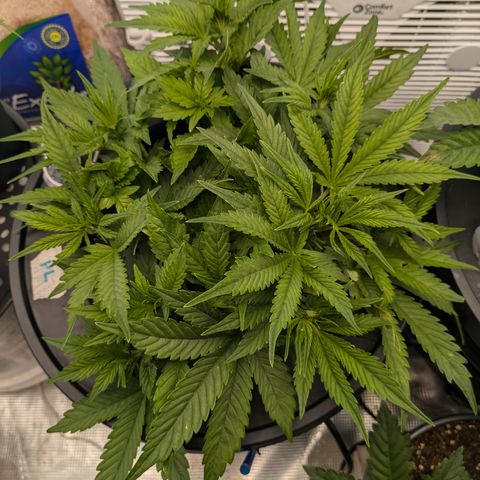 Purple Lemonade Autoflower  growlog timeline photo