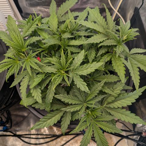 White runtz growlog timeline photo