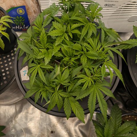 Purple Lemonade Autoflower  growlog timeline photo