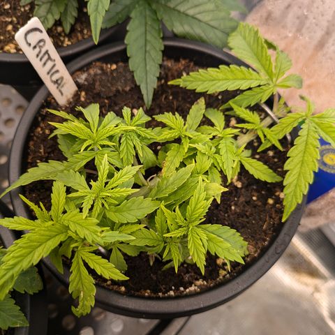CRITICAL growlog timeline photo