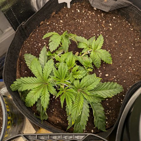 Bubba Brunch  growlog timeline photo