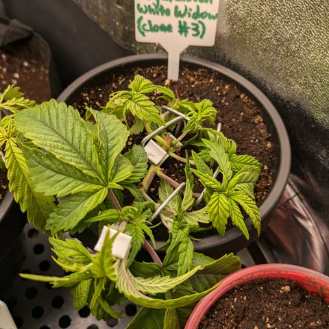 White Widow#3 growlog timeline photo
