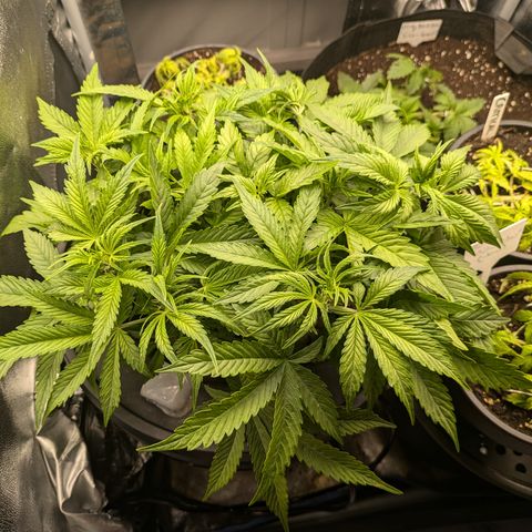 Purple Lemonade Autoflower  growlog timeline photo