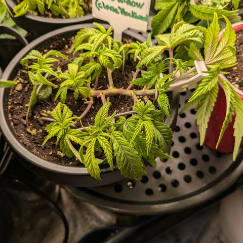 Rockwool WW growlog timeline photo