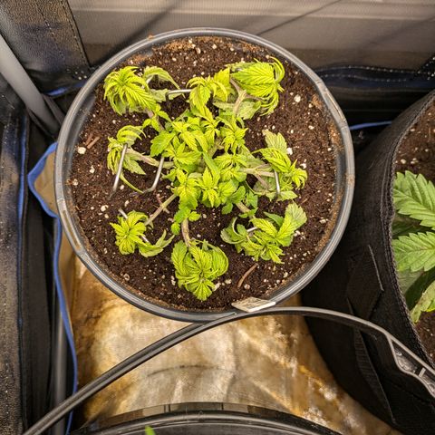 Special Kush growlog timeline photo