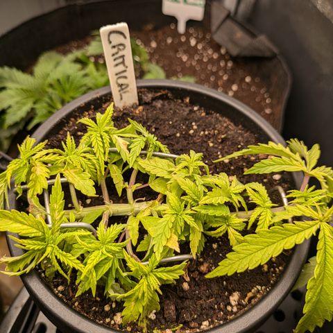 CRITICAL growlog timeline photo