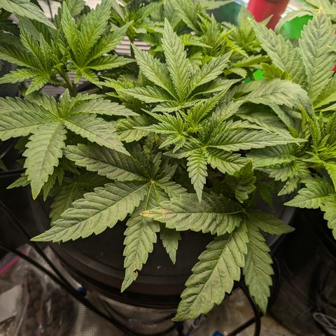 Kush Mintz  growlog timeline photo