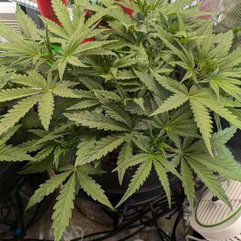 White runtz growlog timeline photo