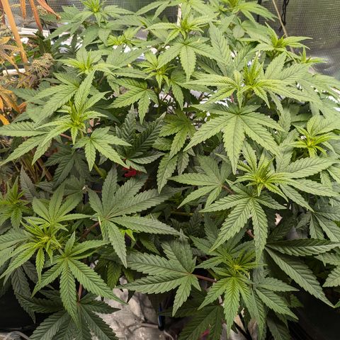 White Widow Hydro growlog timeline photo
