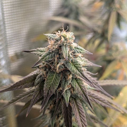 Purple Queen growlog timeline photo