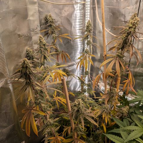 Purple Queen growlog timeline photo