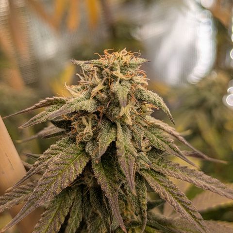 Purple Queen growlog timeline photo