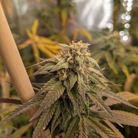 Purple Queen growlog timeline photo