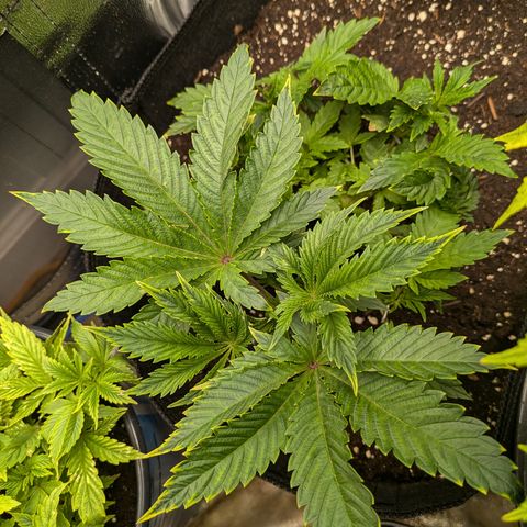 Bubba Brunch  growlog timeline photo