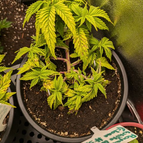 White Widow#3 growlog timeline photo