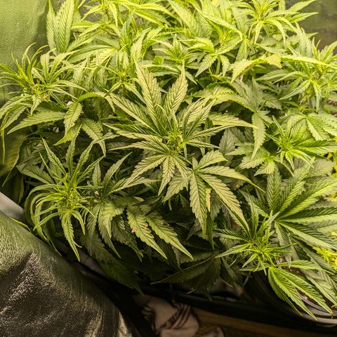 Purple Lemonade Autoflower  growlog timeline photo