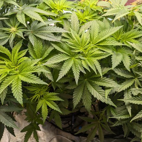 Kush Mintz  growlog timeline photo