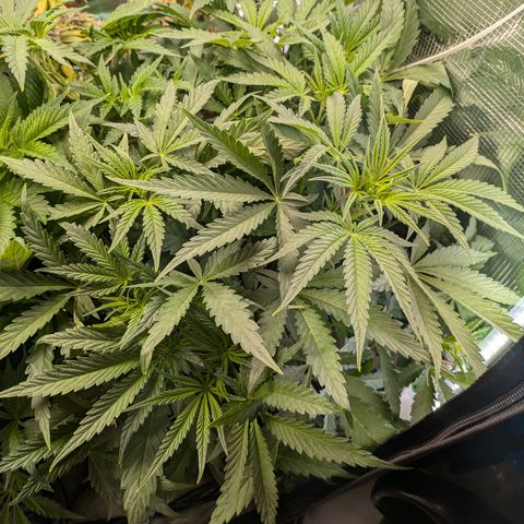 White runtz growlog timeline photo