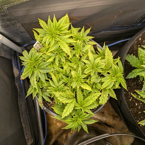 Special Kush growlog timeline photo