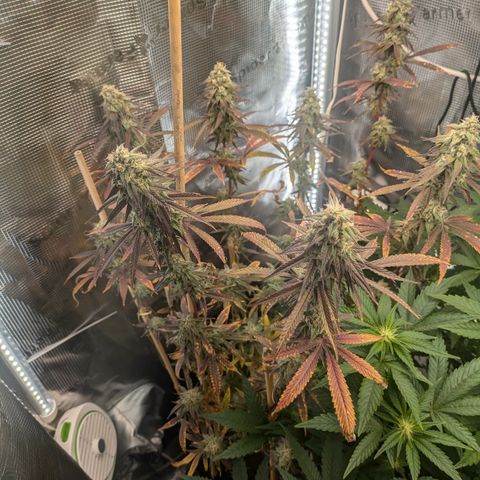 Purple Queen growlog timeline photo