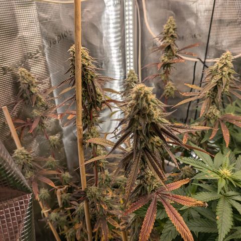 Purple Queen growlog timeline photo