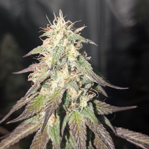 Purple Queen growlog timeline photo