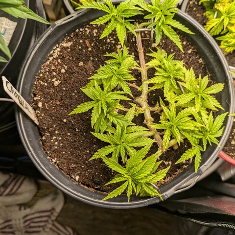 CRITICAL growlog timeline photo