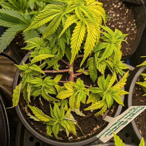 Rockwool WW growlog timeline photo