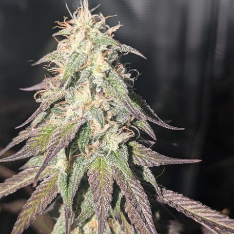 Purple Queen growlog timeline photo