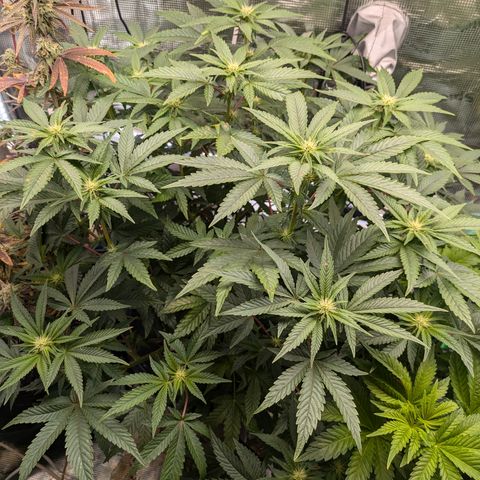 White Widow Hydro growlog timeline photo