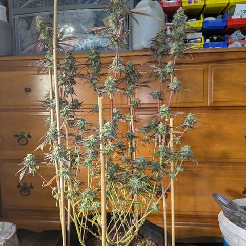 Purple Queen growlog timeline photo
