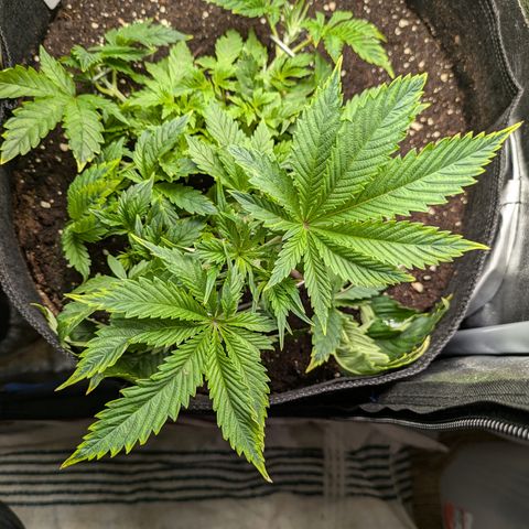 Bubba Brunch  growlog timeline photo