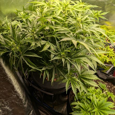 Purple Lemonade Autoflower  growlog timeline photo