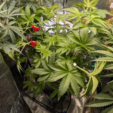 Kush Mintz  growlog timeline photo
