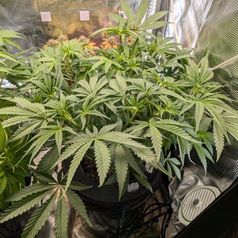 White runtz growlog timeline photo