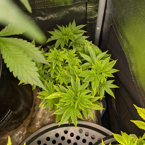 Special Kush growlog timeline photo